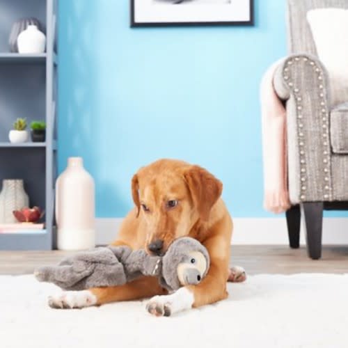 The best toys for older dogs