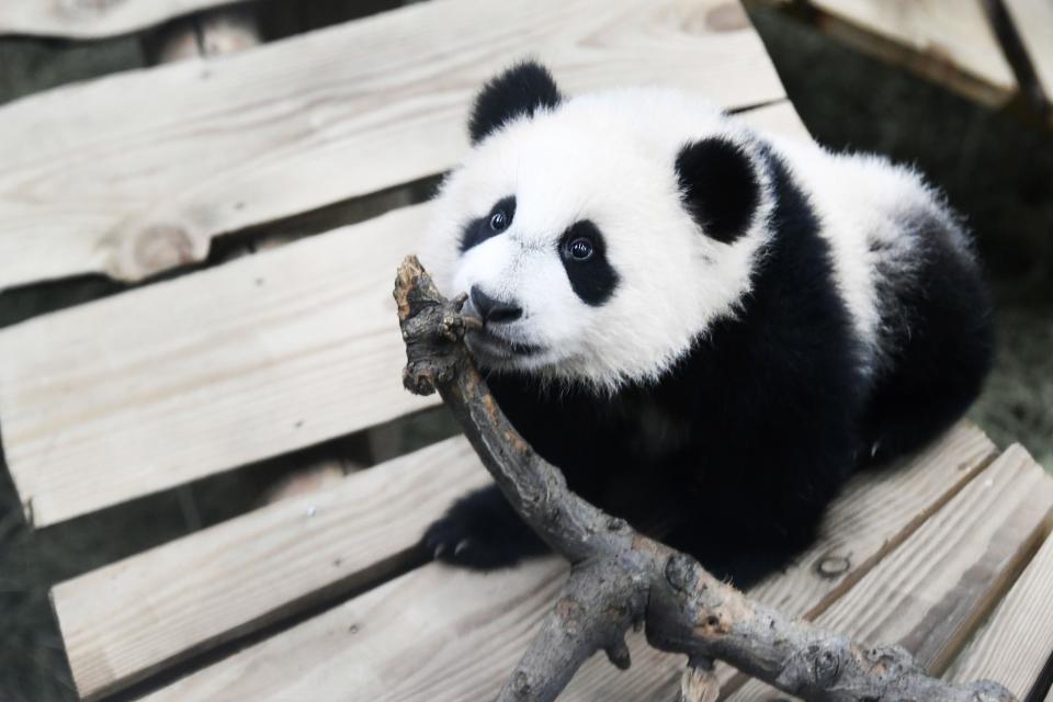 Fan Xing chews a stick in his indoor enclosure at Ouwehands Zoo in Rhenen, Netherlands.