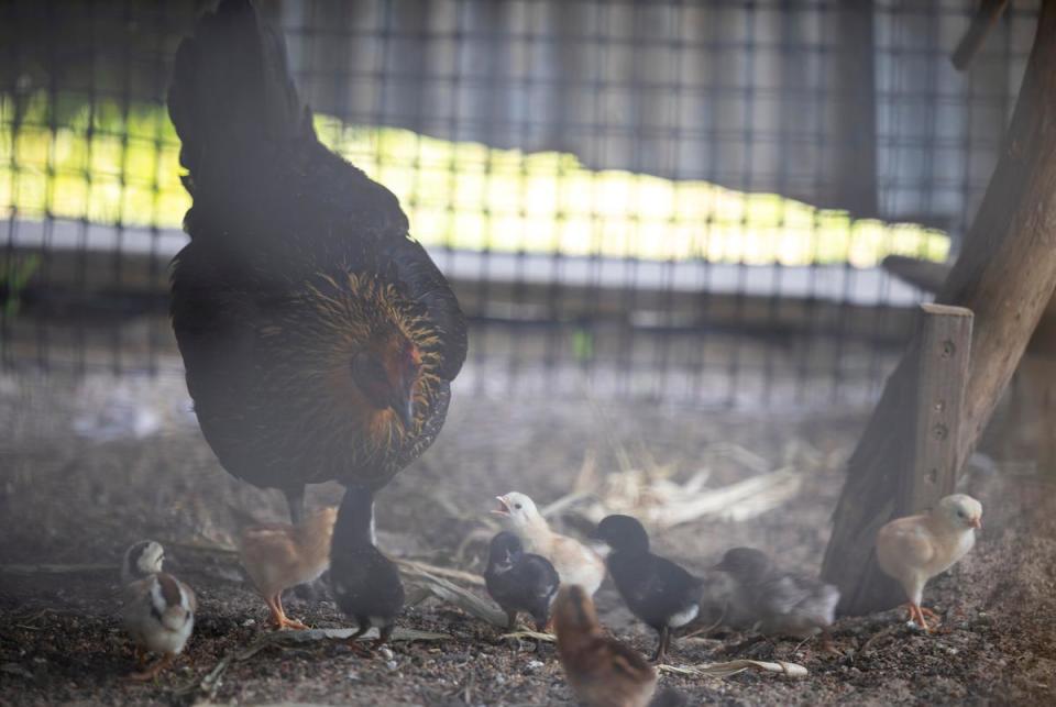 A chicken cares for its chicks on the property of Hector Torres Vasquez located in New River Lake Estates on June 28, 2023. Vasquez bought his property in in 2019 to relocate his auto shop from Houston to a quieter area.                                                                        