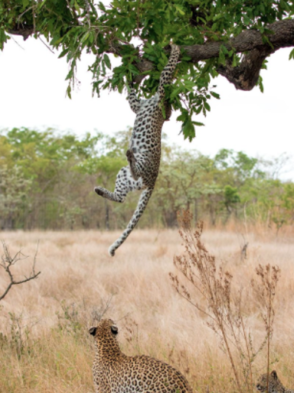Leopard playing in tree told off by mum (pictures)