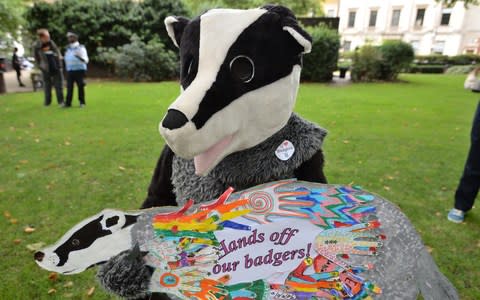 A campaigner in Cavendish Square, London, before a march to Downing Street, in protest against badger culling - Credit: PA