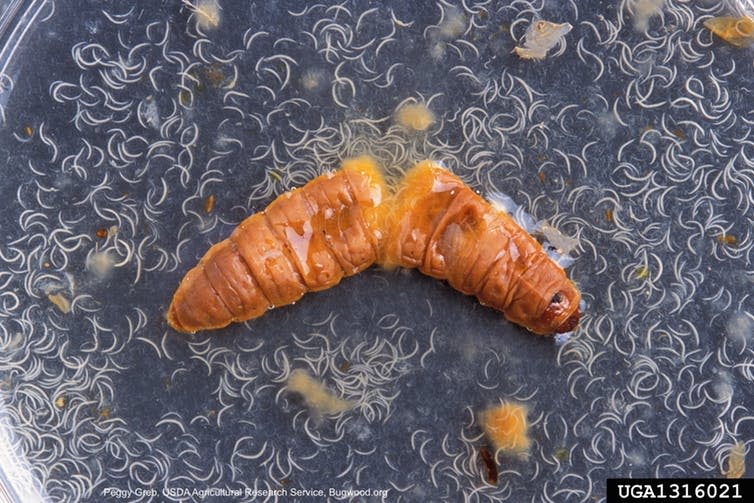 <span class="caption">Nematodes emerging from a dead moth larva.</span> <span class="attribution"><a class="link " href="https://commons.wikimedia.org/wiki/File:Entomopathogenic_nematode_(Heterorhabditis_bacteriophora_)_Poinar,_1975.jpg" rel="nofollow noopener" target="_blank" data-ylk="slk:Peggy Greb;elm:context_link;itc:0;sec:content-canvas">Peggy Greb</a>, <a class="link " href="http://creativecommons.org/licenses/by-sa/4.0/" rel="nofollow noopener" target="_blank" data-ylk="slk:CC BY-SA;elm:context_link;itc:0;sec:content-canvas">CC BY-SA</a></span>