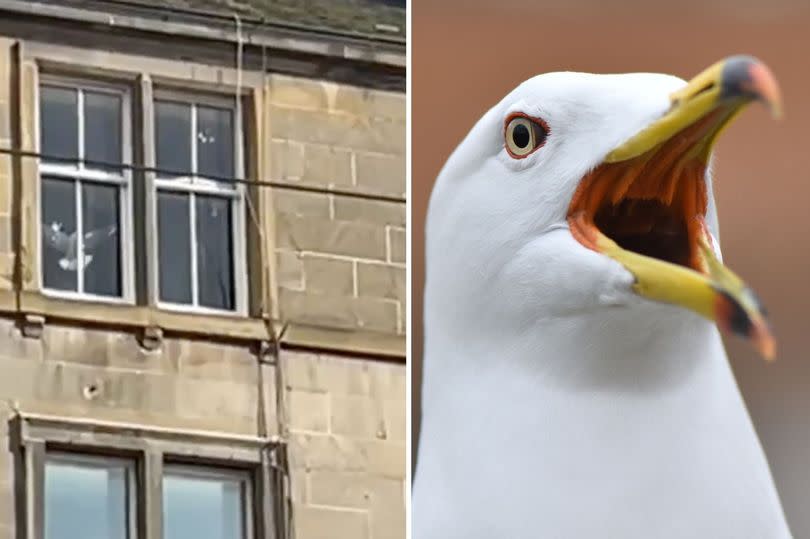 seagull