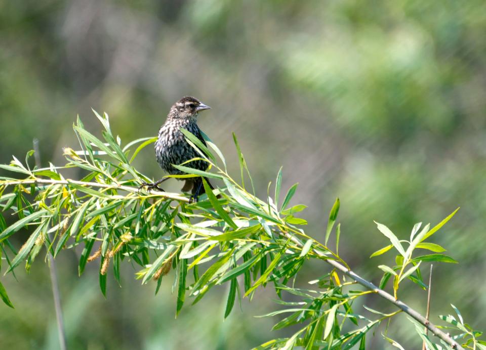 A female red-winged blackbird is seen off Sunset Beach Lane in the Sensiba State Wildlife Area in Suamico on Thursday, June 8, 2023.