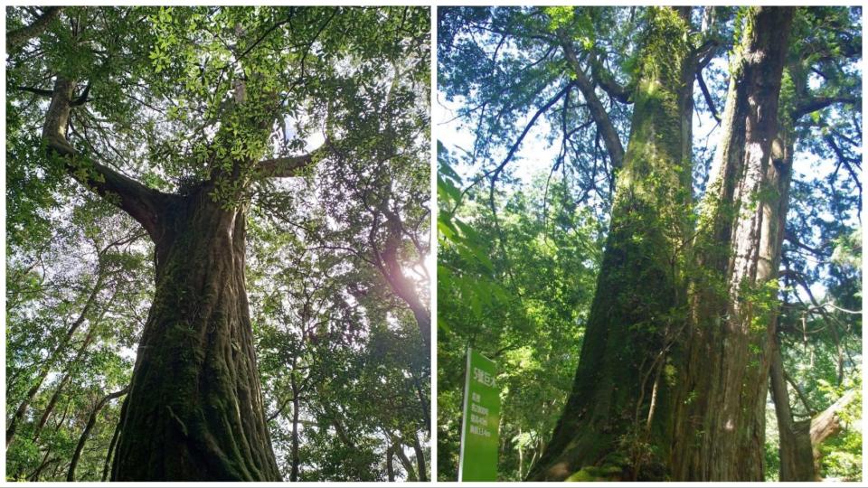 漫遊森林浴巨木步道（圖片來源：新竹分署、林務局）