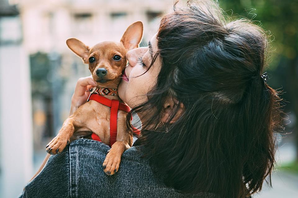 miniature pinscher wearing a red harness on owners shoulder