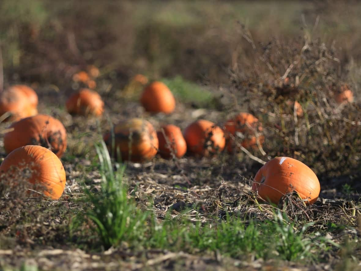 Kelowna pumpkin farmer Ron McMillan says the extended heat was exactly what he needed to yield quality pumpkins after a late spring. (CBC / Radio-Canada - image credit)