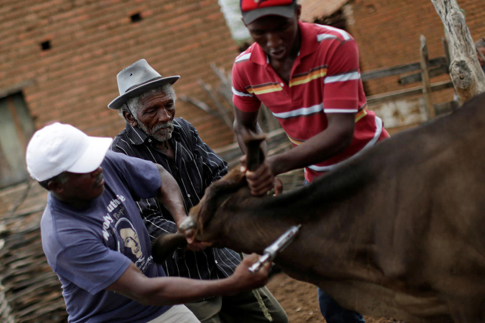 <p>Francisco Barbosa Cruz, 82, and his grandson vaccinate a cow in Pombal, Paraiba state, Brazil, Feb. 11, 2017. (Photo: Ueslei Marcelino/Reuters) </p>