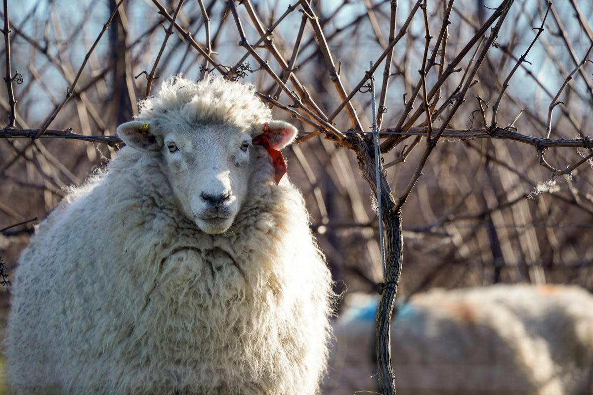 A sheep has died after being attacked by a dog. STOCK IMAGE <i>(Image: Andrew Matthews/PA Wire)</i>