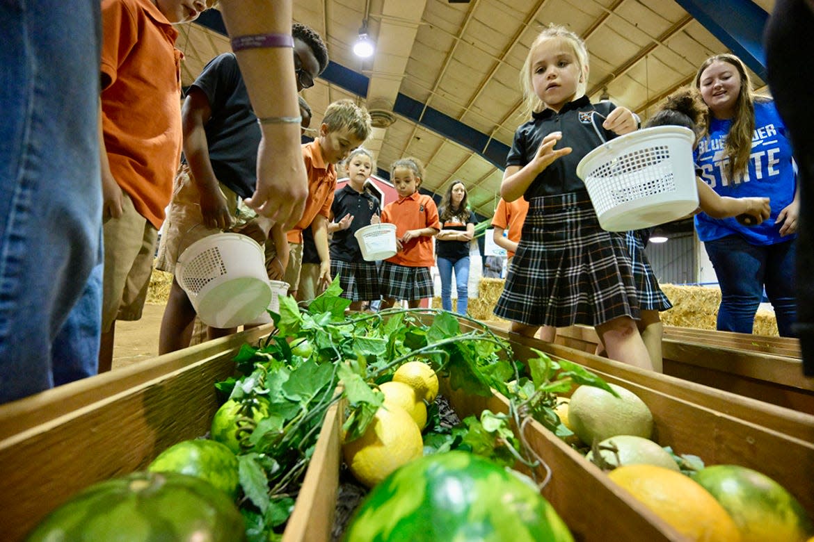 A Middle Tennessee Christian School elementary student begins to pick fruit and vegetables in the Little Acres area — one of numerous stations that were part of the April 16 School of Agriculture Ag Education Spring Fling recently at the Tennessee Livestock Center on Greenland Drive in Murfreesboro, Tenn. By day’s end, 800 youngsters discovered what farm life is like during their field trip.