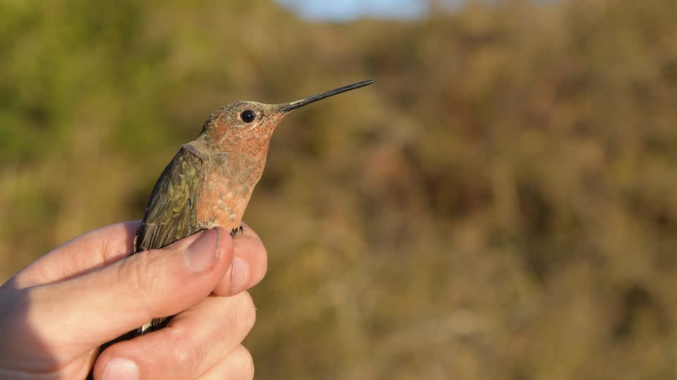 A giant southern hummingbird is shown ready for takeoff.  -Chris Witt