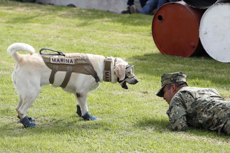 FOTOS: Así es como 'Frida' reconcilió a mexicanos con militares