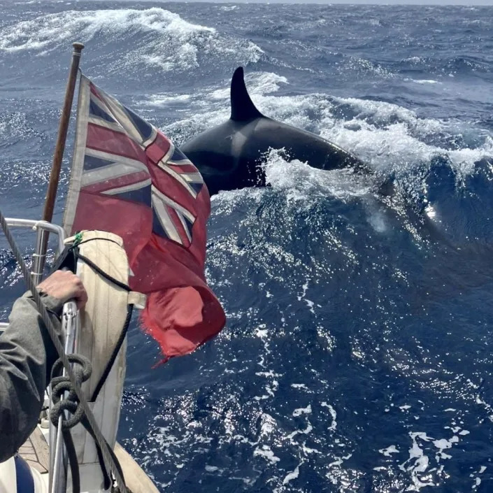 Janet Morris and Stephen Bidwell, from Cambridge, were enjoying a sailing course off the coast of Morocco when they spotted the pod approaching - Greg Blackburn / SWNS