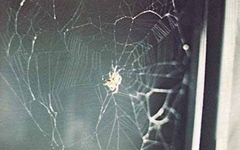 Arabella’s first web had serious issues, but her next web more resembled those she spun back on Earth. - Photo: NASA