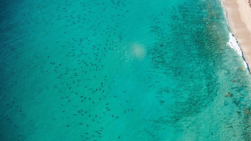 Thousands of Sharks Gather Off Popular Beach