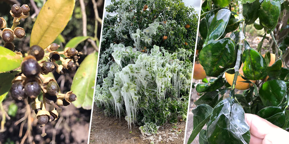 Citrus trees were covered in snow and ice when temperatures dropped below freezing during the peak of the cold weather. (Courtesy Dale Murden / via Texas Farm Bureau)