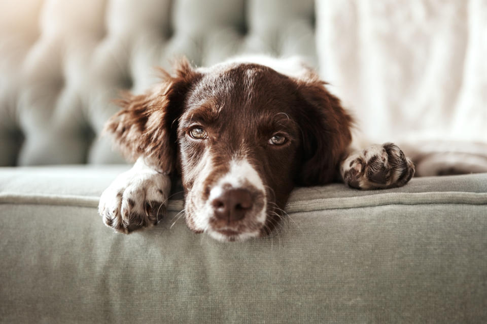 Au printemps et à l'automne, les animaux sèment leurs poils dans toute la maison (Photo : Getty Images)