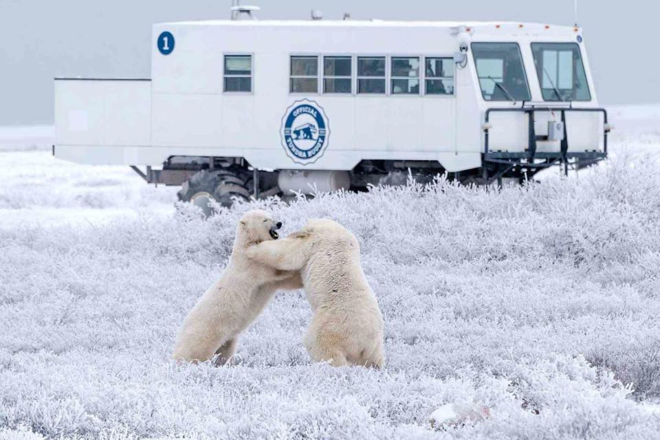 <p>Jenny Wong</p> Bears wrestle near Frontiers North Adventures’ Tundra Buggy.