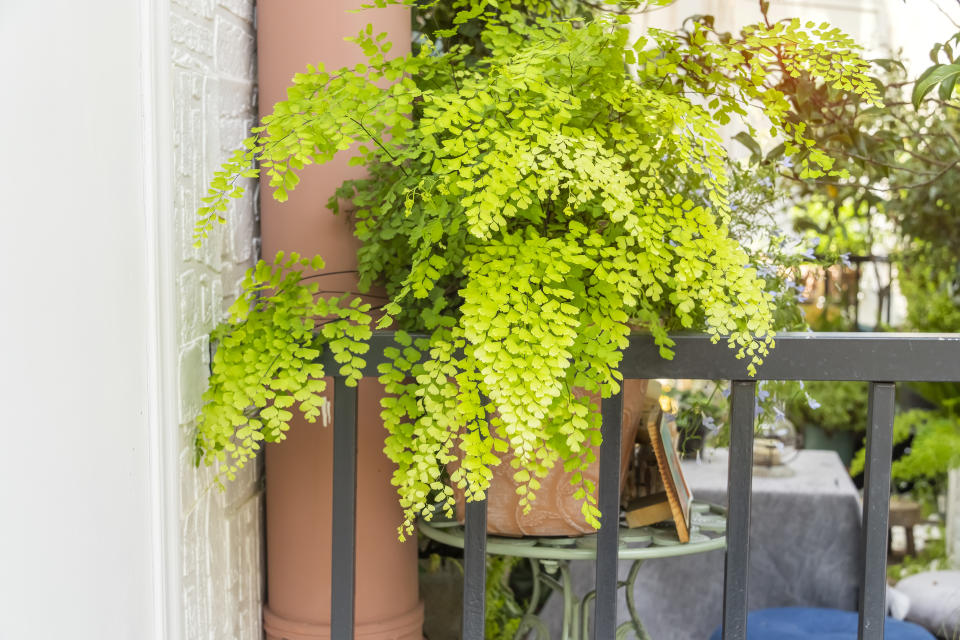 Adiantum capillus veneris venus hair fern house plant