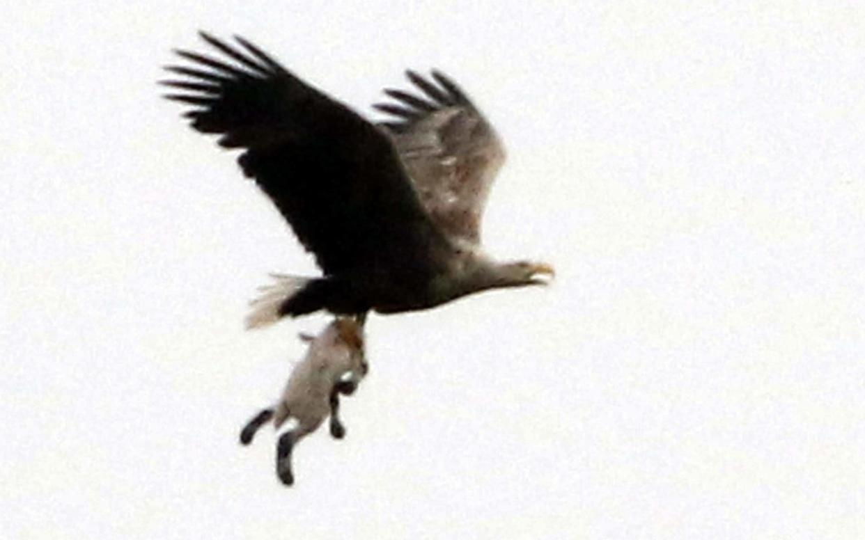 A sea eagle was pictured carrying off a lamb it is believed to have seized from a nearby field - Deadline News