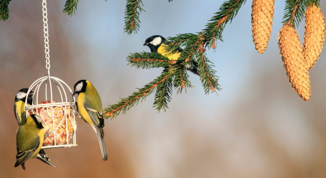 Pourquoi les oiseaux NE VIENNENT PAS à ma mangeoire ?