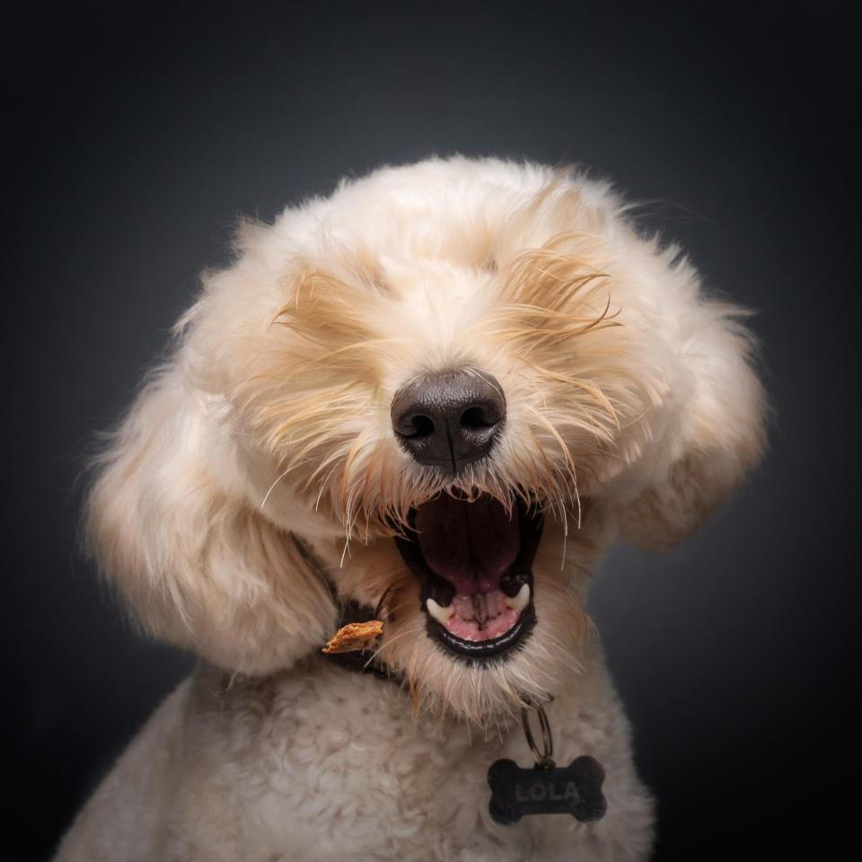 A fluffy dog with fur that covers its eyes