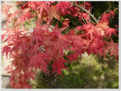 春天˙楓葉紅了~【台北奧萬大】賞楓好地方