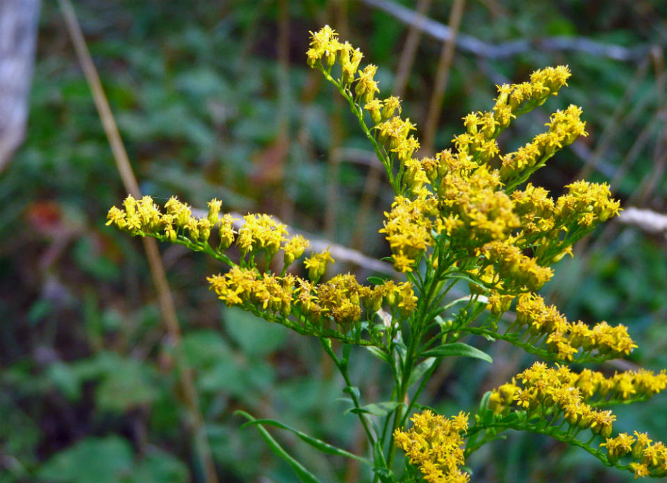 <body> <p>Goldenrod has gotten a bad reputation—it is often confused with ragweed, a notorious allergen. In reality, goldenrod is a beautiful addition to your yard and lures <a rel="nofollow noopener" href=" http://www.bobvila.com/articles/local-honey/?bv=yahoo" target="_blank" data-ylk="slk:pollinators;elm:context_link;itc:0;sec:content-canvas" class="link ">pollinators</a> like butterflies and honeybees, which may in turn pollinate your vegetable garden, giving you a better harvest.</p> <p><strong>Related: <a rel="nofollow noopener" href=" http://www.bobvila.com/slideshow/allergy-proof-your-home-in-7-steps-48707?bv=yahoo" target="_blank" data-ylk="slk:Allergy-Proof Your Home in 7 Steps;elm:context_link;itc:0;sec:content-canvas" class="link ">Allergy-Proof Your Home in 7 Steps</a> </strong> </p> </body>