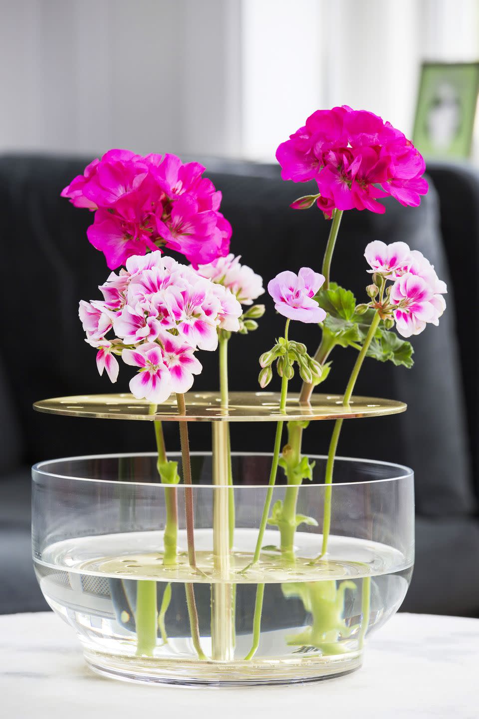 <p>In particular, the regal geranium was originally cultivated as a houseplant, and it also goes well with modern interiors.</p><p> Other geraniums such as angel and scented-leaved geraniums, also feel at home in a sunny spot indoors, where they create an unmistakeable feeling of summer. Use them as cut flowers too – a few geranium stems in a simple vase, adds colour to any room. </p>