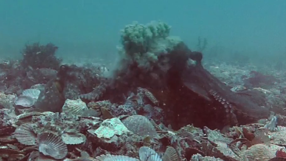 An octopus sitting on a bed of shells throws silt at a nearby octopus