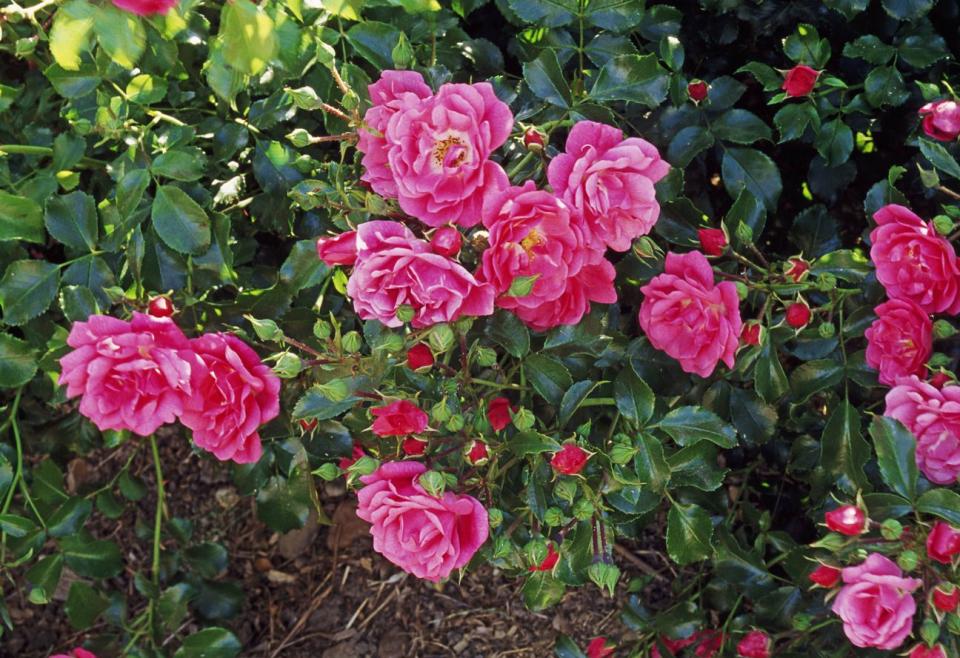 12) Flower Carpet Rose