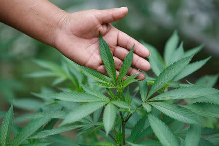 Martha Secue, 40, shows marijuana plants growing outside her house in the mountains of Toribio, Cauca, Colombia, February 9, 2016. REUTERS/Jaime Saldarriaga