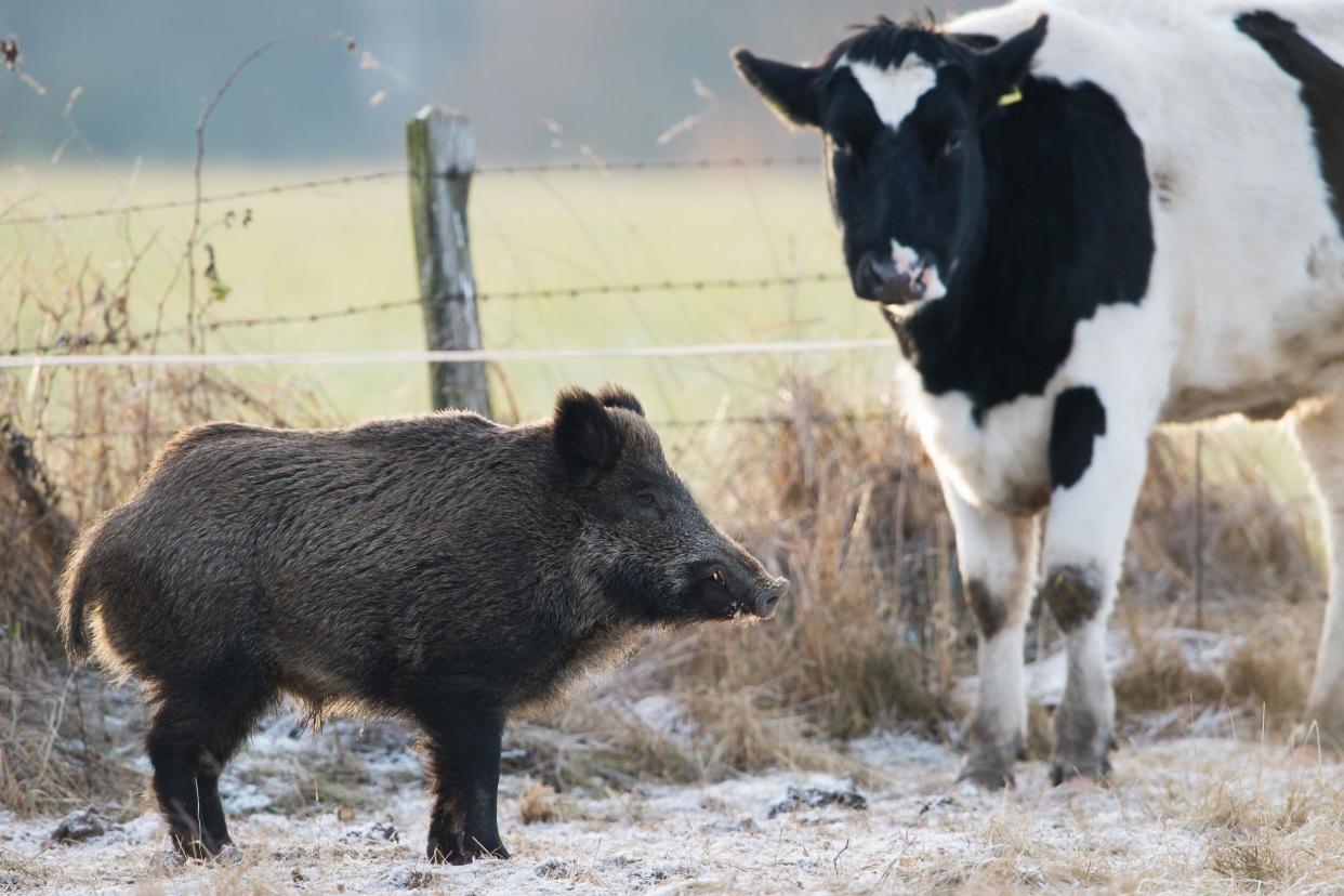 Politicians in Texas have approved a bill to allow hot air balloon boar hunting: AFP/Getty Images