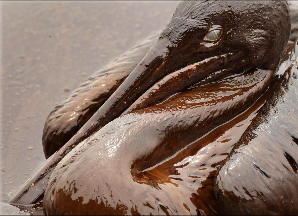 In this June 3, 2010 file photo, a brown pelican is mired in heavy oil on the beach at East Grand Terre Island along the Louisiana coast. Retired Coast Guard Adm. Thad Allen, the federal government's point man on the disaster, said Sunday, Sept. 19, 2010, BP's well "is effectively dead."  A permanent cement plug sealed BP's well nearly 2.5 miles below the sea floor in the Gulf of Mexico, five agonizing months after an explosion sank a drilling rig and led to the worst offshore oil spill in U.S. history. (Charlie Riedel, AP)