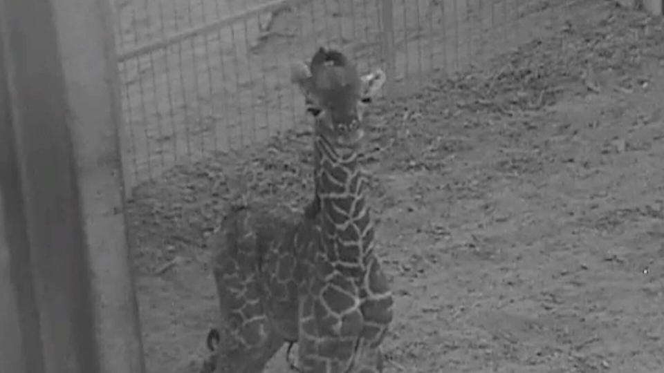 The Masai giraffe calf at Columbus Zoo isn't ready for visitors just yet, but keepers say the little one is walking and nursing. (Photo: Grahm S. Jones, Columbus Zoo and Aquarium)