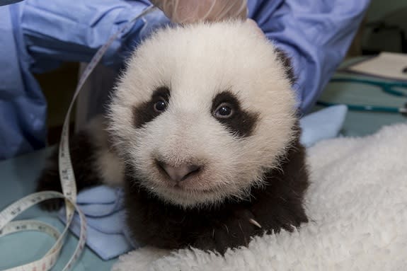 San Diego Panda Cub About to Sprout Baby Teeth