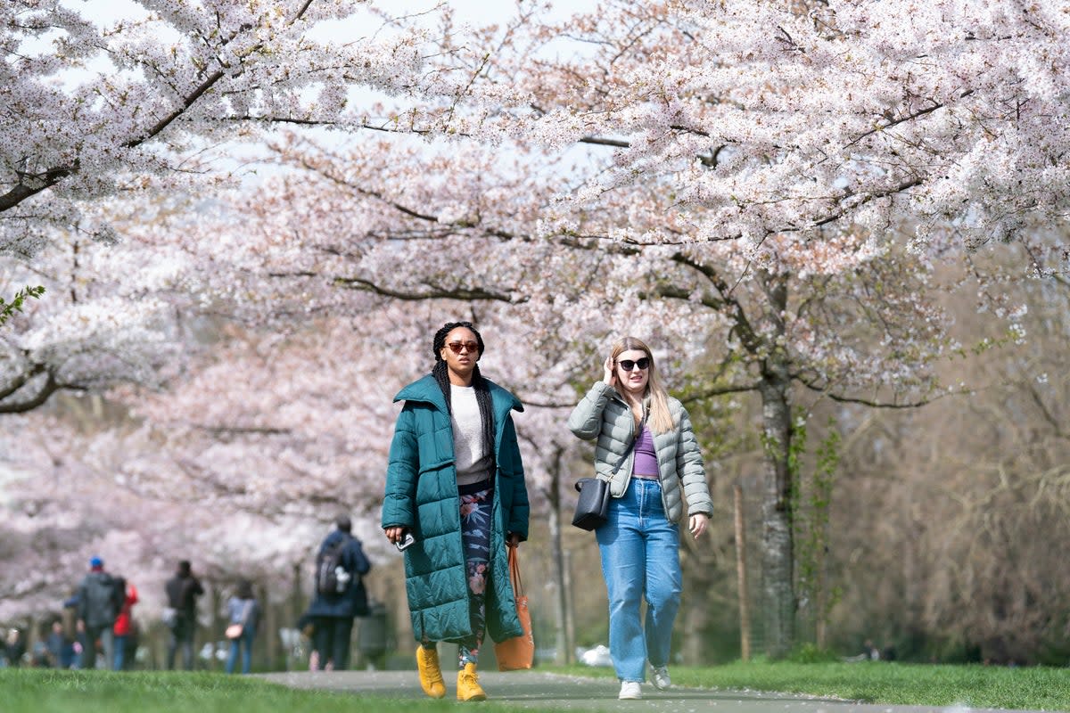 People walk through cherry blossom trees in Battersea Park in south west London (PA)