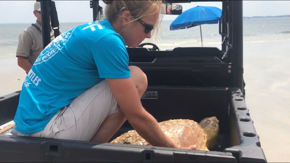 Amber Kuehn moves a sea turtle on Hilton Head Island’s beach. She is the head of the Hilton Head Island Sea Turtle Patrol.