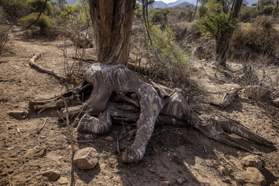 The carcass of an adult elephant, which died during the drought, at the Namunyak Wildlife Conservancy in Samburu, Kenya (Luis Tato / AFP via Getty Images file )