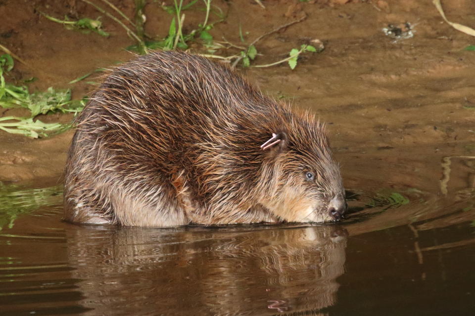 Beaver