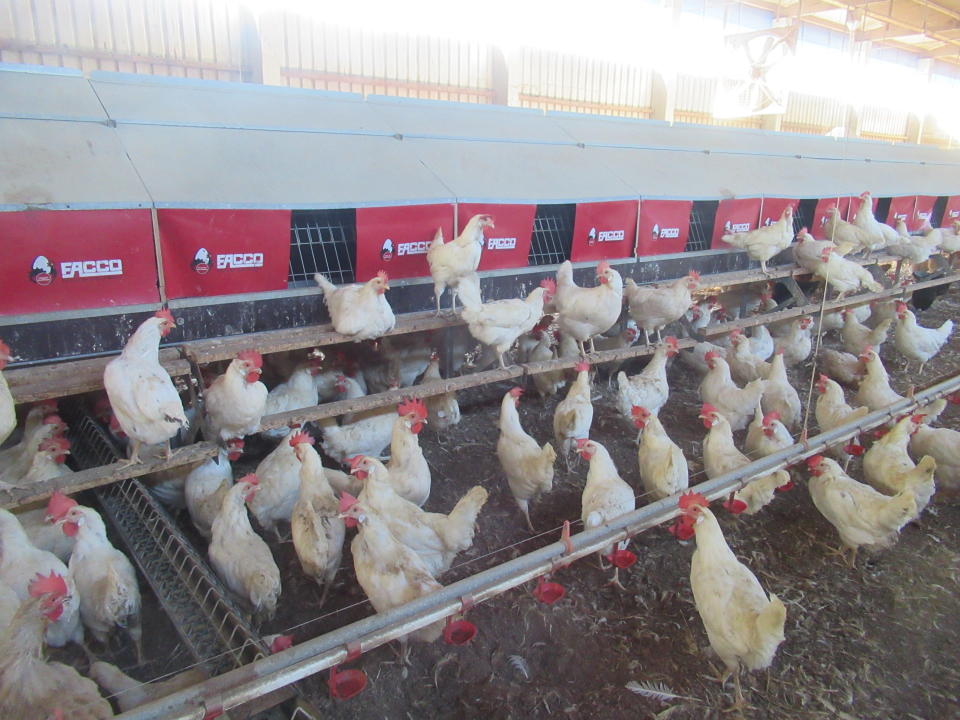 以動物友善的方式飼養蛋雞，讓雞隻不用壅擠的生活在只有A4大小的格子籠中。