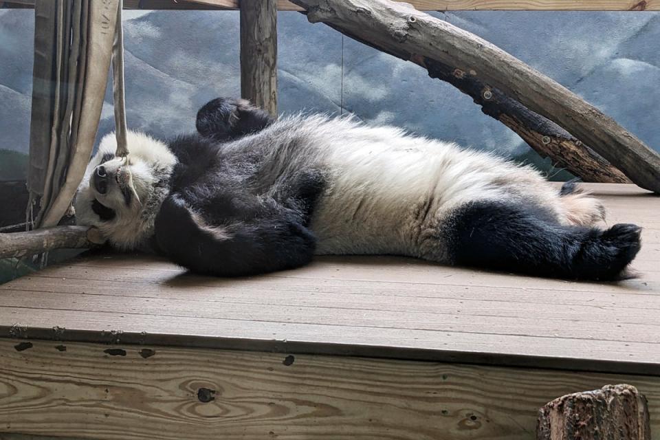 One of four panda bears at Zoo Atlanta rests in their habitat on Dec. 30, 2023, in Atlanta. The zoo's giant panda bear agreement with China expires in late 2024, and plans are underway for Lun Lun, Yang Yang, Ya Lun and Xi Lun to travel to China later in the year