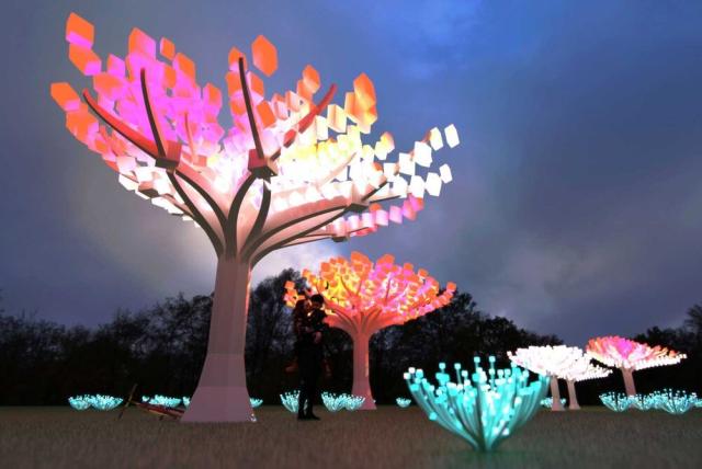 Entwined: Fantastical LED Tree Exhibit Brings Glow to Golden Gate Park