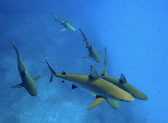 Gray reef sharks (Carcharhinus amlyrhynchos) at Kure Atoll in the Papahanaumokuakea Marine National Monument, Hawaii.