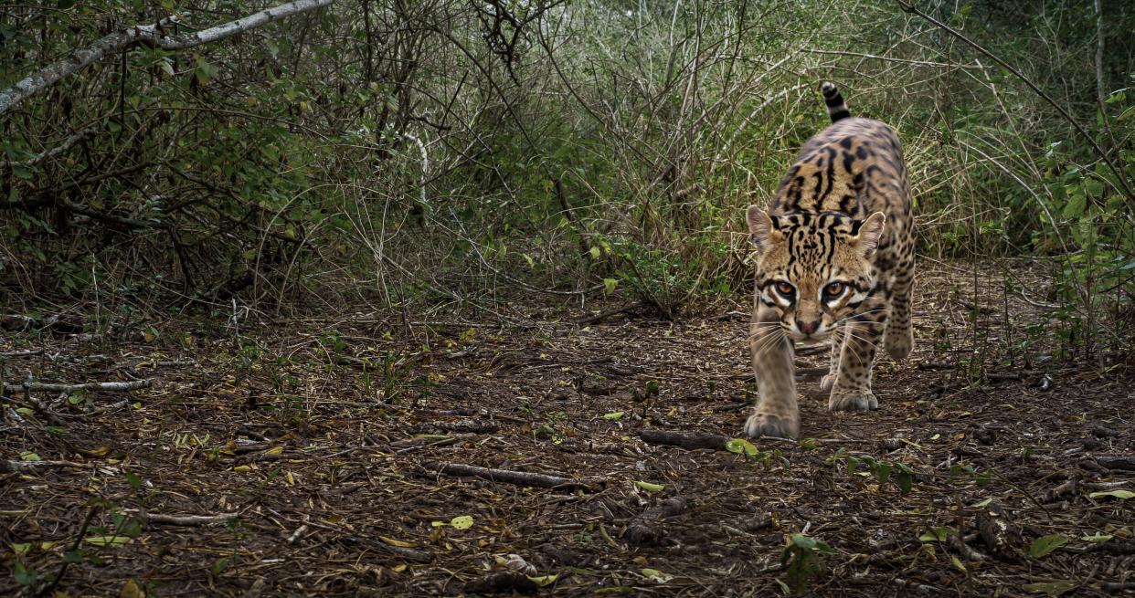 Ben Masters' nature team filmed rare ocelots on a South Texas ranch over the course of many months. The results are astonishing.