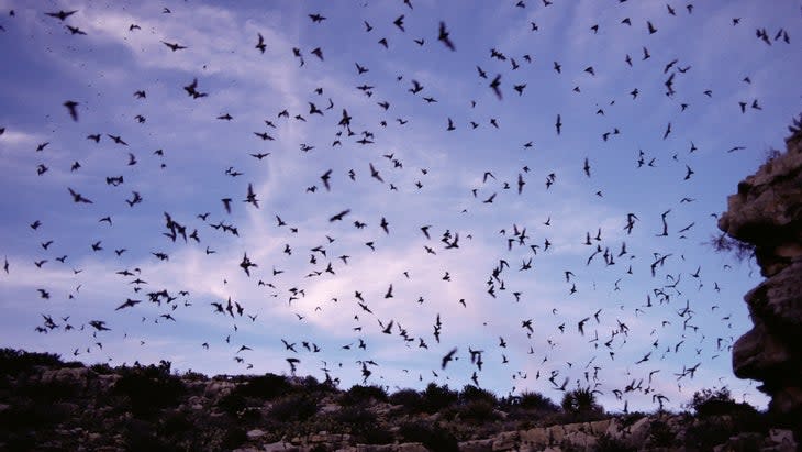 Bat watching Carlsbad Cavern