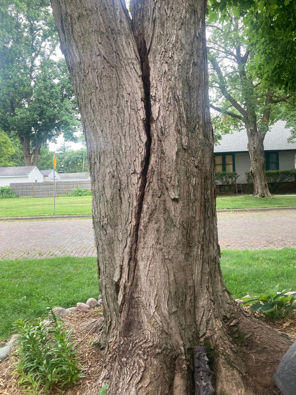 A sugar maple tree at Columbia Avenue and Edwards Street on July 17, 2023, that was split during a derecho and storms that pummeled Springfield on June 29. Reim said the tree had to be removed because of damage.
