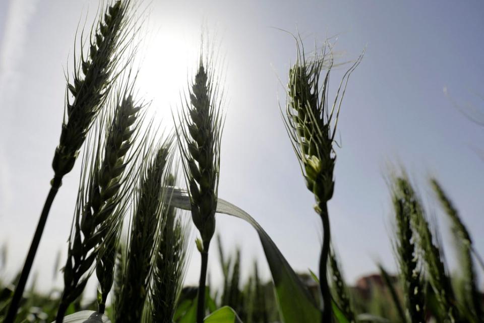 Wheat stalks (REUTERS)