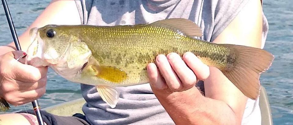 The summer bass season runs June 10 to Sept. 30 in Pennsylvania. Anglers can keep six bass, like this largemouth, that are at least 12 inches long in most waterways. In Big Bass Program areas, the minimum size is 15 inches with a daily limit of four fish.