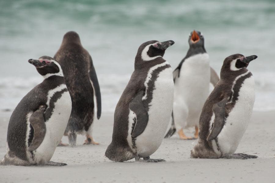 ¡Tragedia en Uruguay! Encuentran más de 2 mil pingüinos muertos 